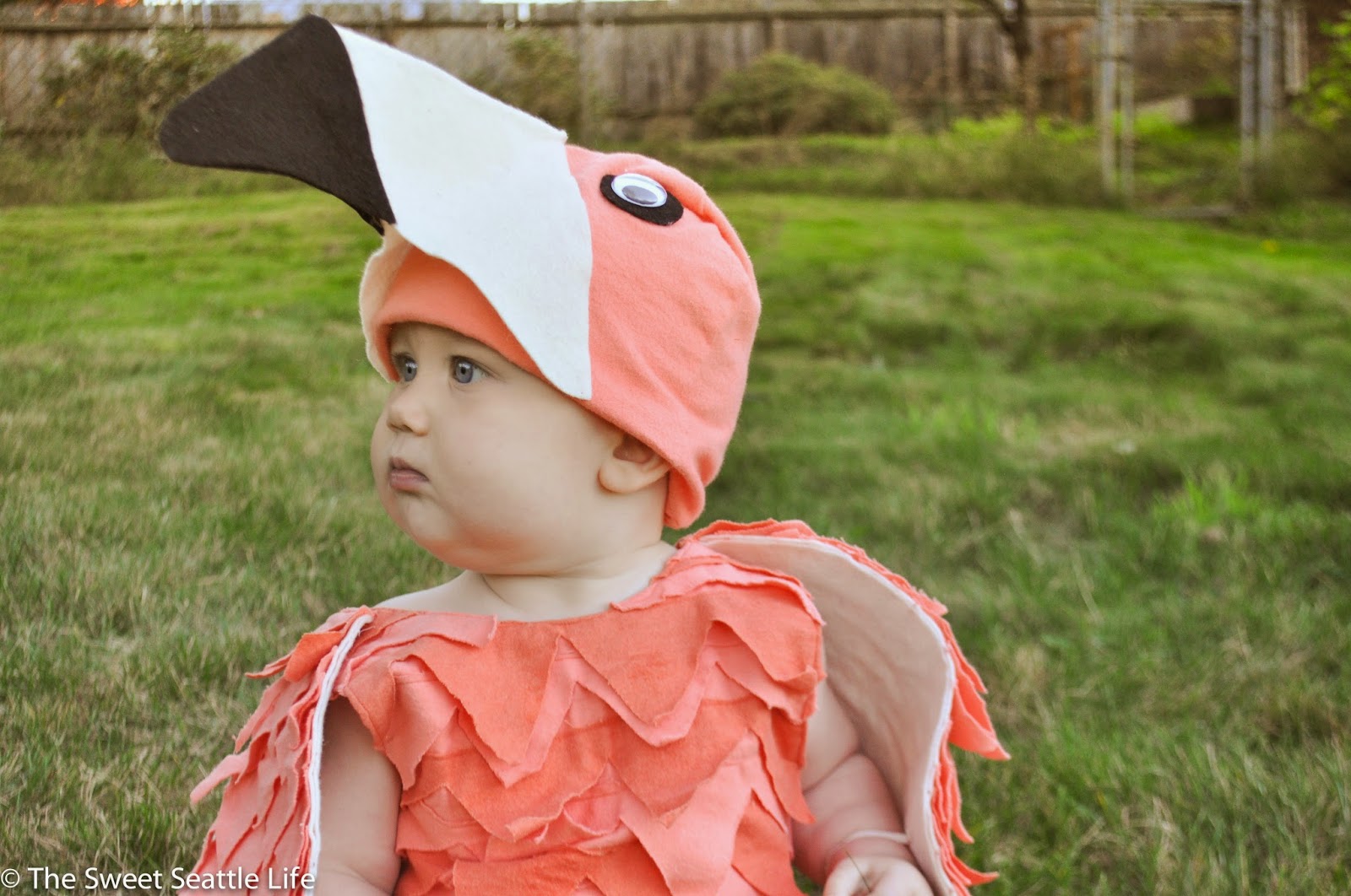 Chris and Sonja The Sweet Seattle Life Halloween Baby Flamingo