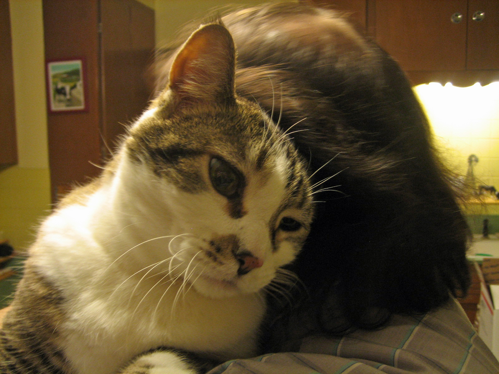 It's all about the cats! Rubbing ears with Jim