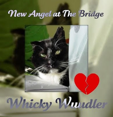 Whicky, we will miss you, handsome boy. Hugs to you, and say HI to our brofur Max at the Bridge, who was a handsome tuxie like you.