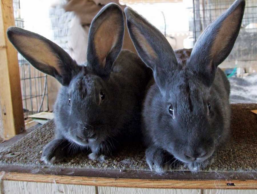 hd animals rabbit breeds hd animals rabbit breeds