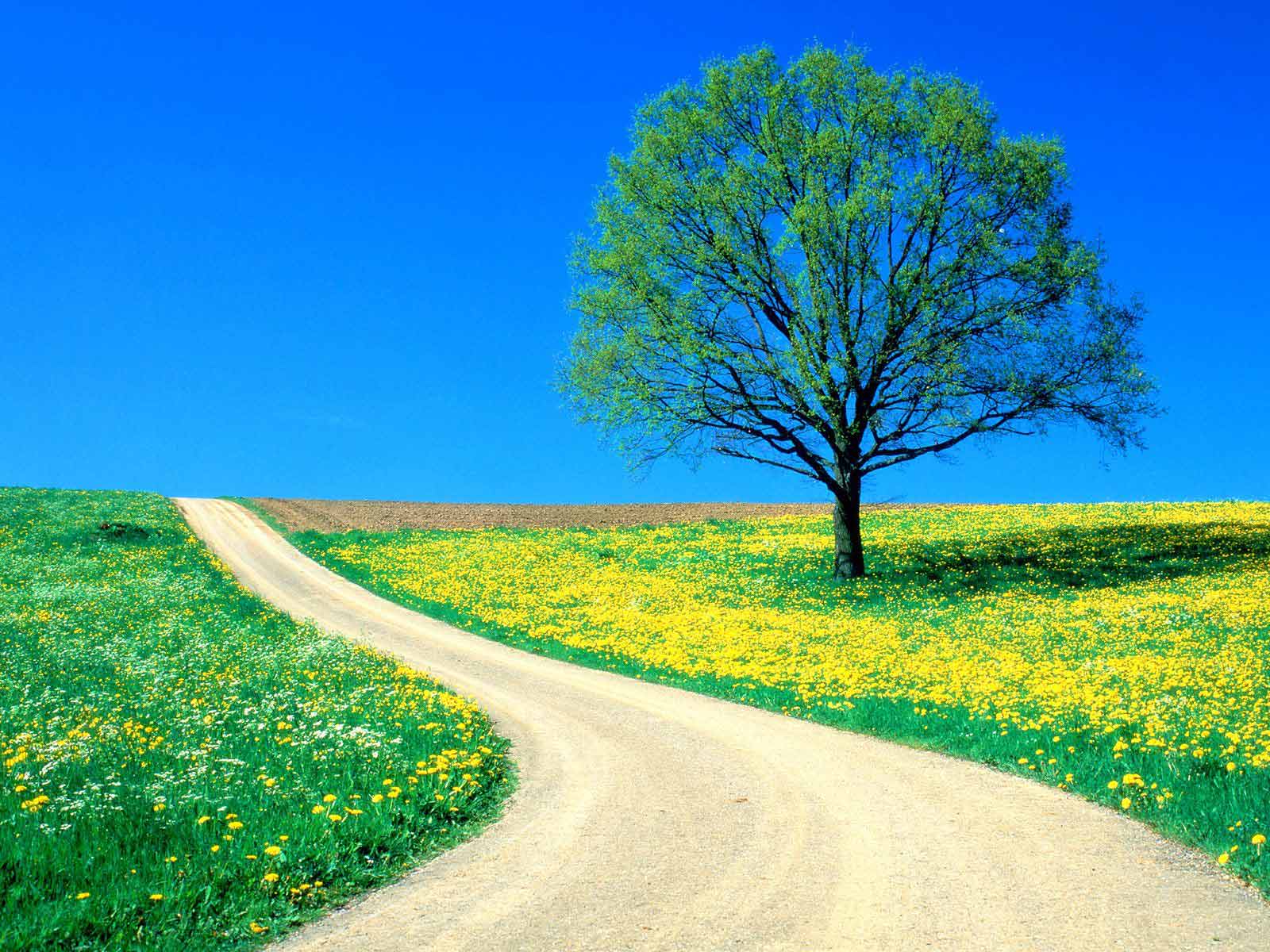 Spring Spring