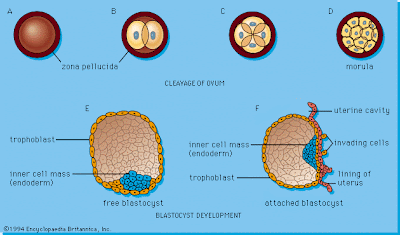 dentalaka: Development of Embryo in Uterus Diagrams free ...
