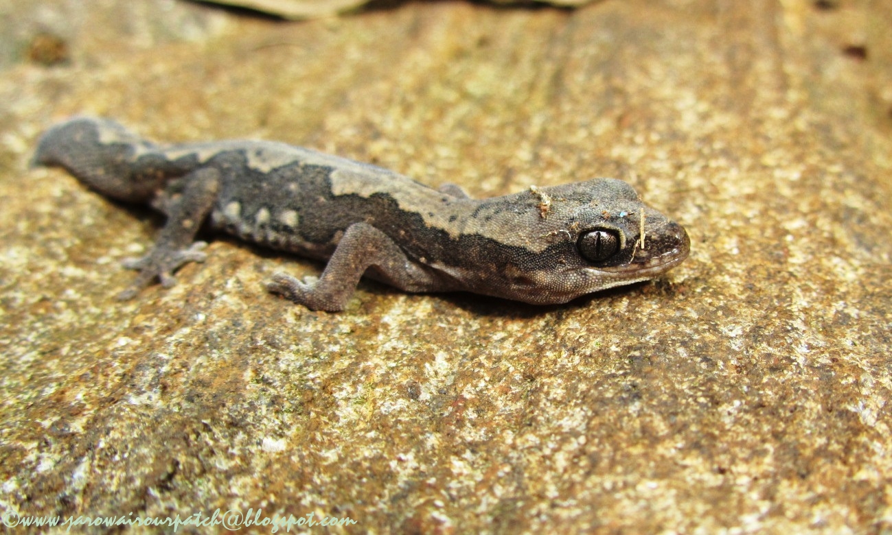 Jarowair Our Patch Stone Gecko (Diplodactylus vittatus) 11/12/11