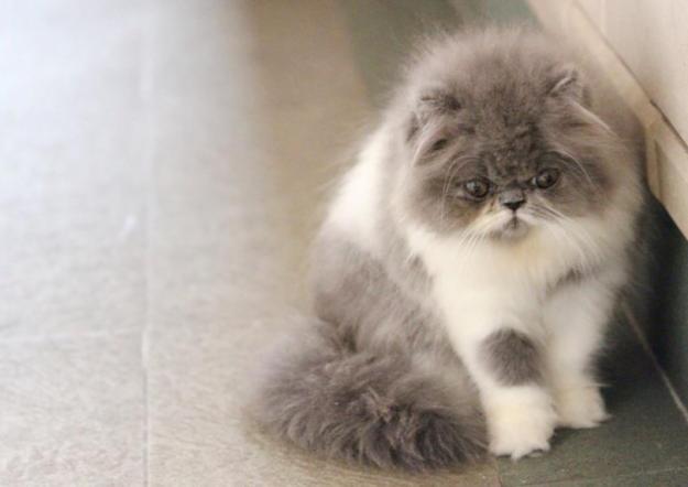 Gambar Kucing Persia sendirian Gambar Kucing Persia sendirian