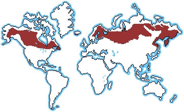 Tundra Biome