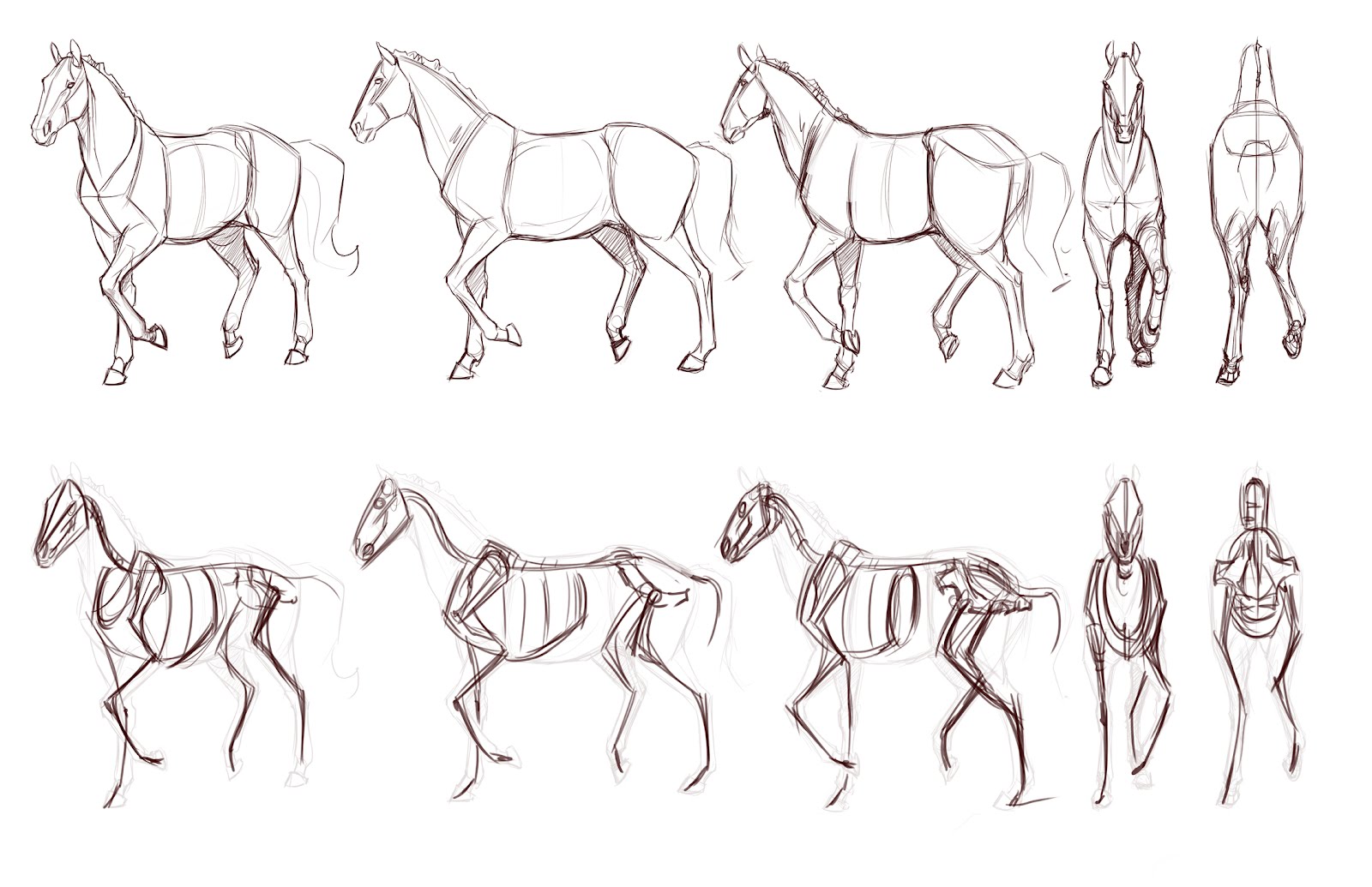 Concept Design Academy "Animal Anatomy" with Jonathan Kuo!!