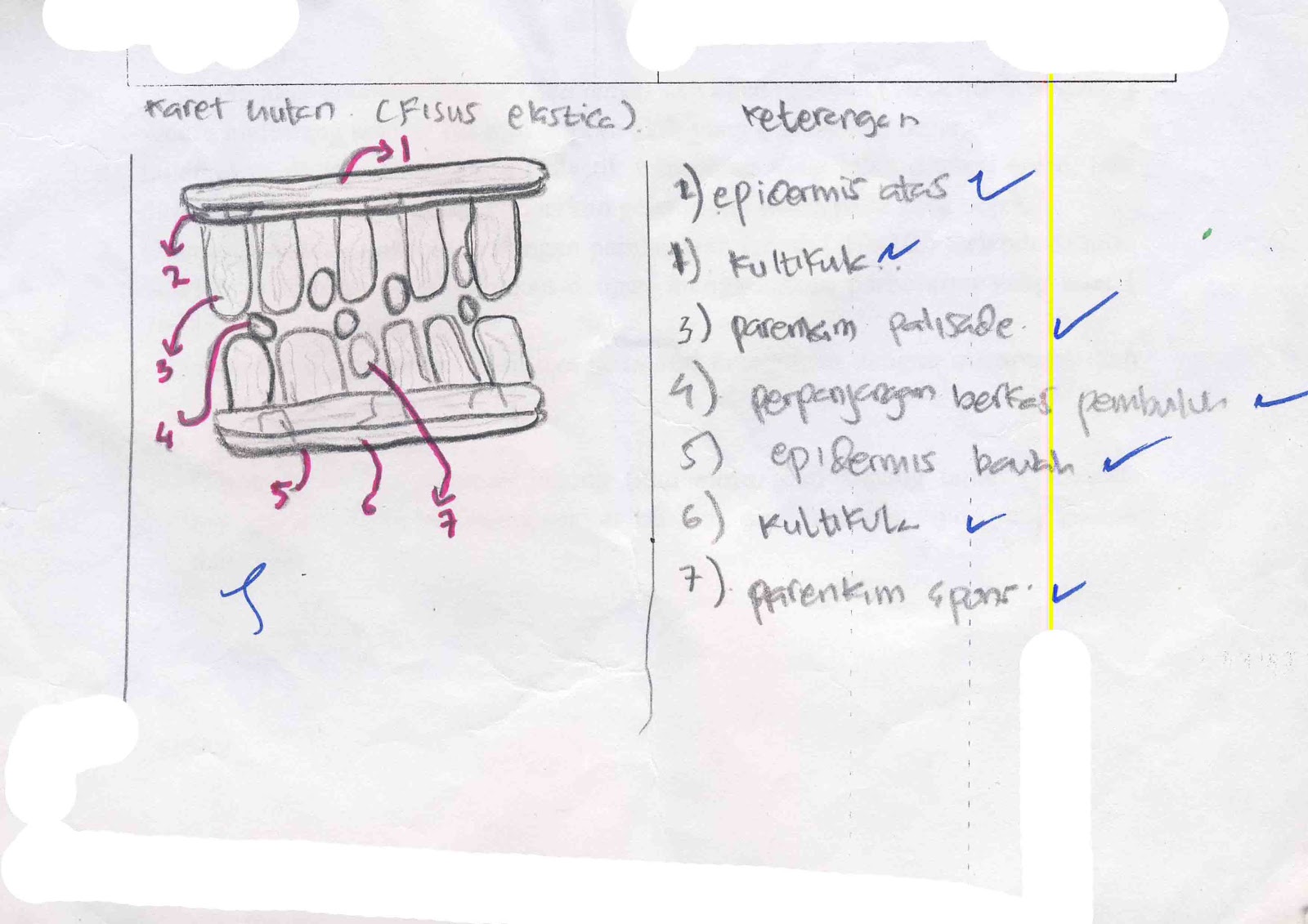 Askep Diare Askep Diare