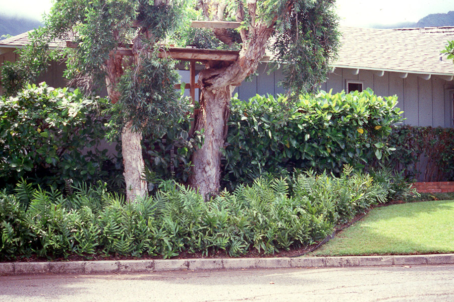 Hawaii Horticulture Ground Covers