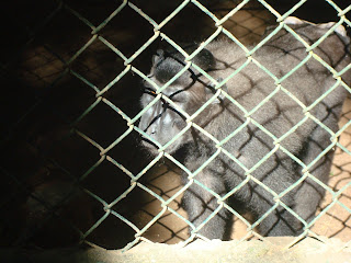 black monkey black monkey in Zoobic Safari