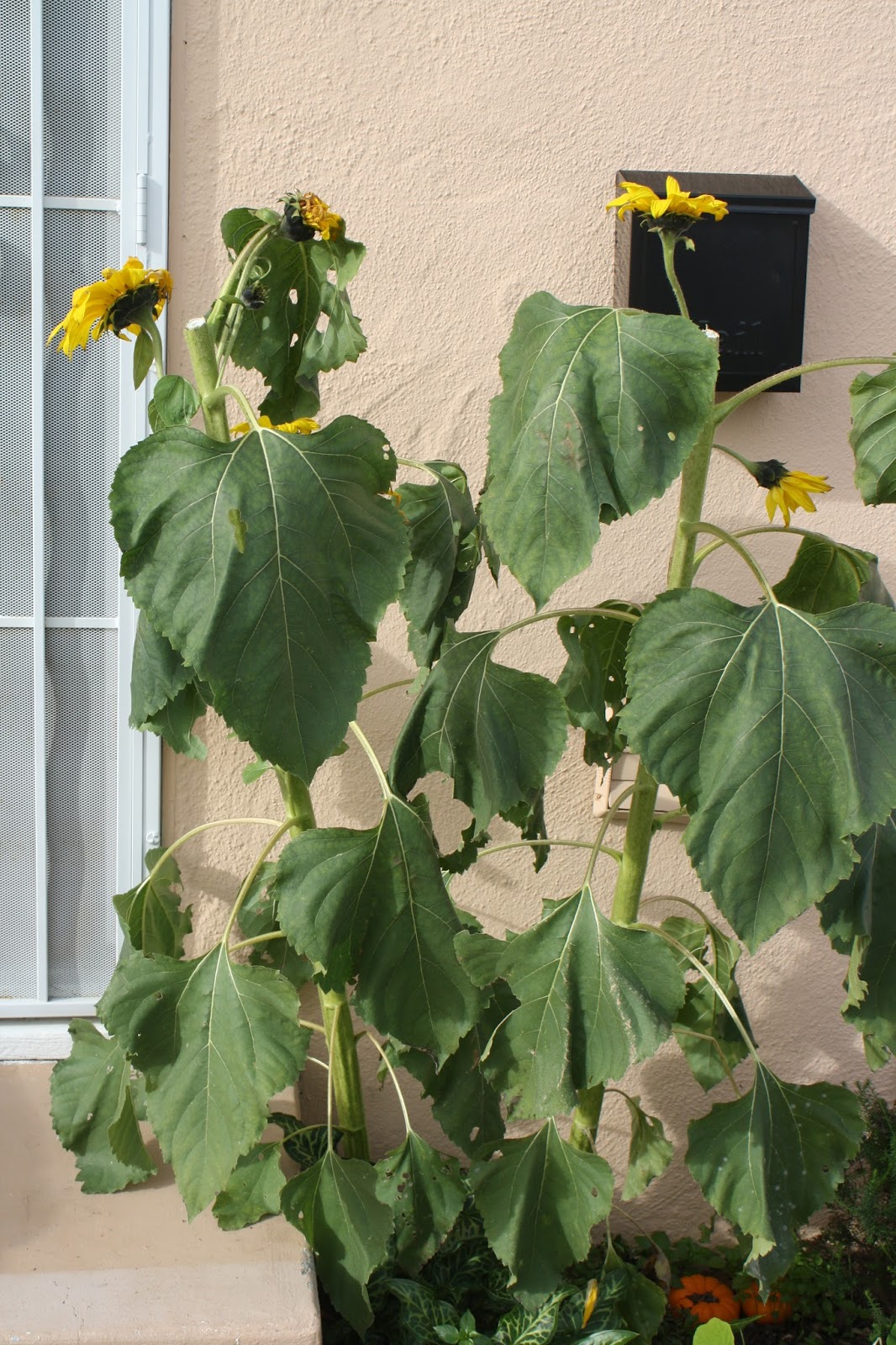 Homegrown, homeroasted sunflower seeds