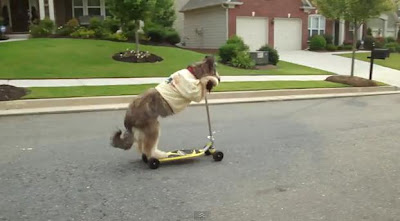 牧羊犬溜滑板車