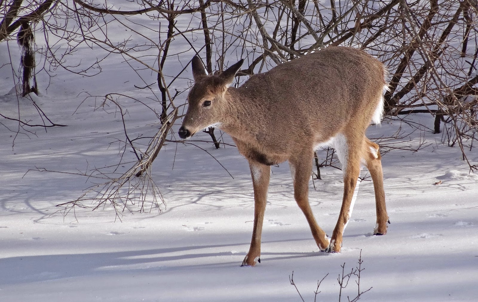 Joe's Retirement Blog Deer, Manomet, Plymouth, Massachusetts, USA