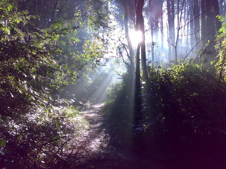 Bosque - UFSCar