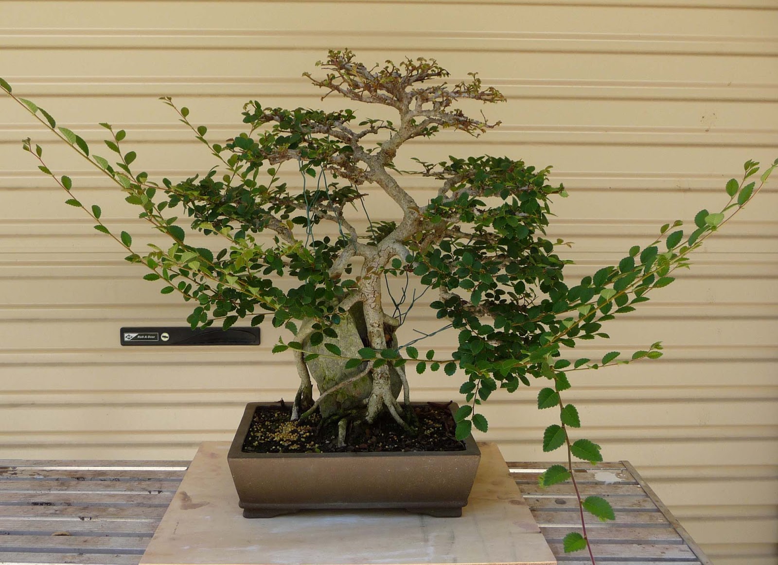 Pot bonsaï rectangulaire 380 mm.