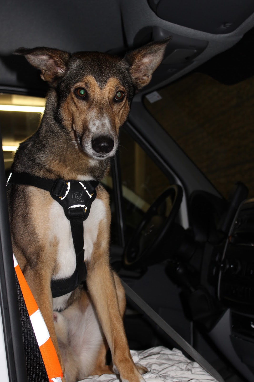 Terry Ein Hund mit Charakter