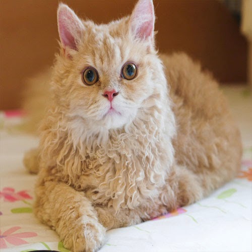 EVCİLGİLLER Evcil Kedi
