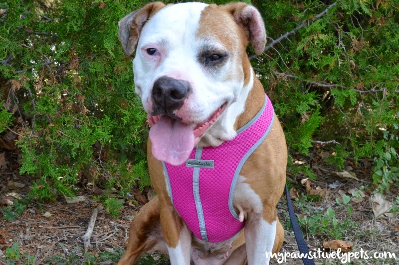 The Perfect Fitting Dog Harness My Canine Kids Precision Fit