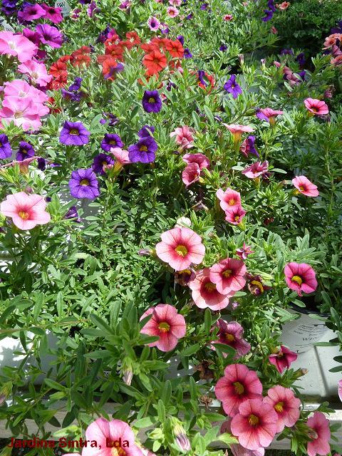 jardins plantas rasteiras:Jardins Sintra: Calibrachoa jardins plantas rasteiras:Jardins Sintra: Calibrachoa