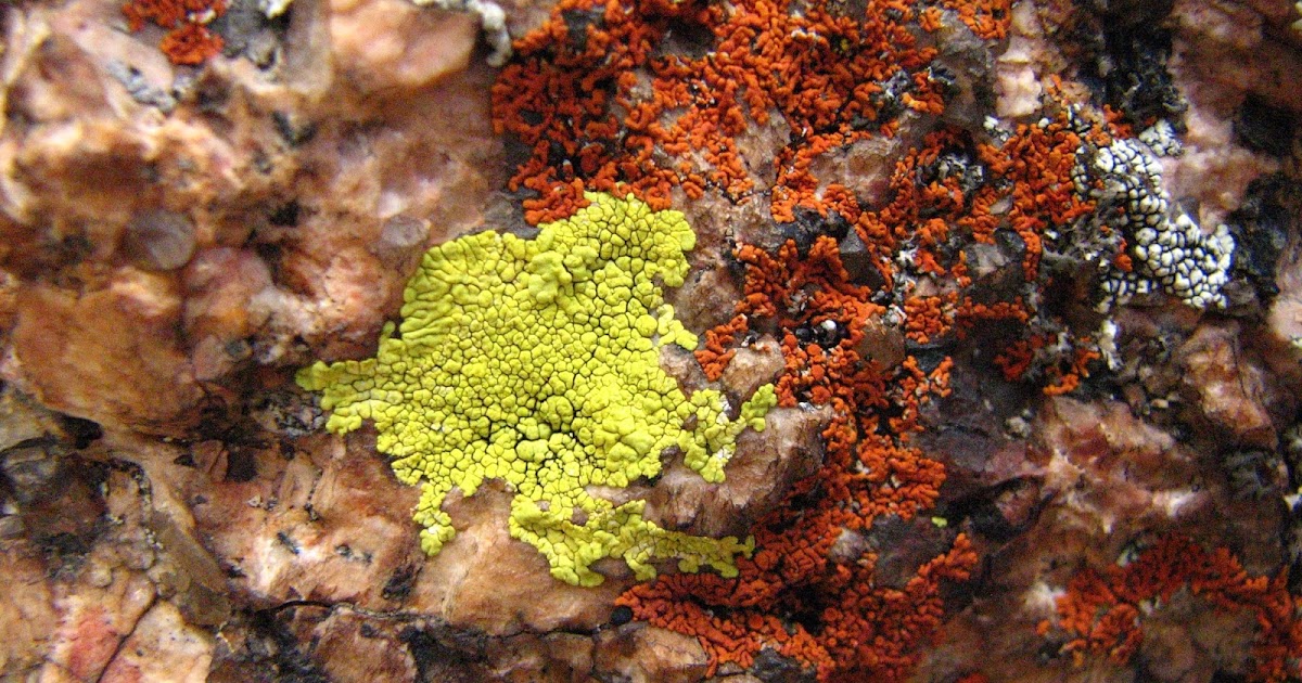 What's Growing in Colorado Painted Rocks YellowGreen
