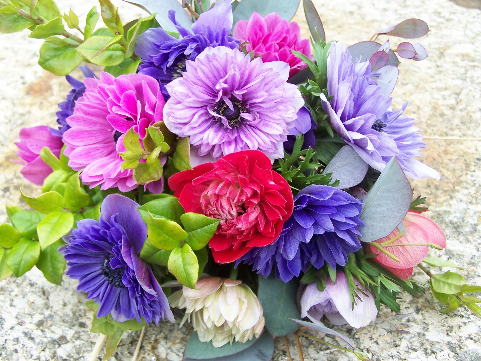 anemone st brigid