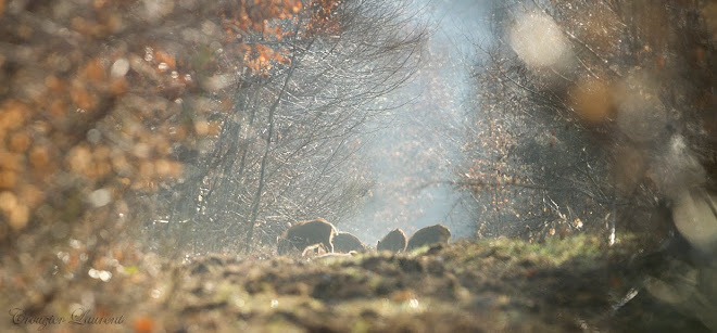 les petits cochons