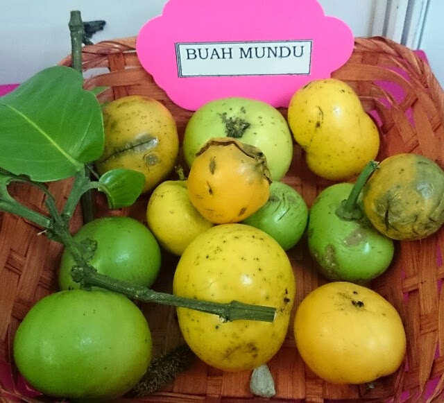 Kembara Minda 7: Buah-buahan zaman dulu