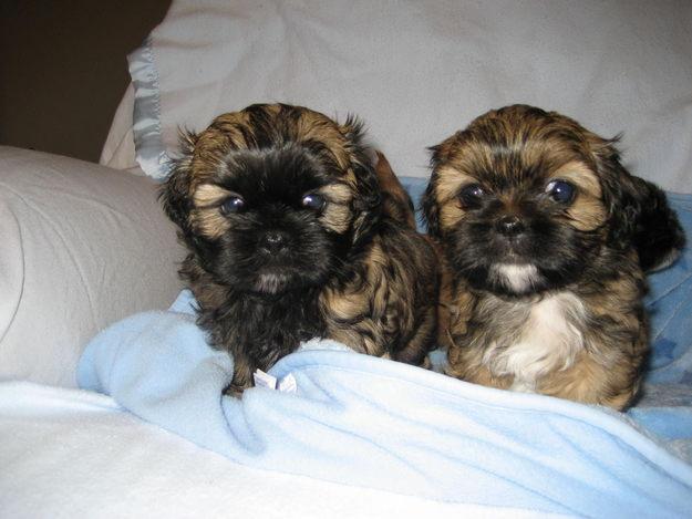 brown shih tzu dogs puppy dogs brown shih tzu puppies brown shih tzu dogs puppy dogs brown shih tzu puppies