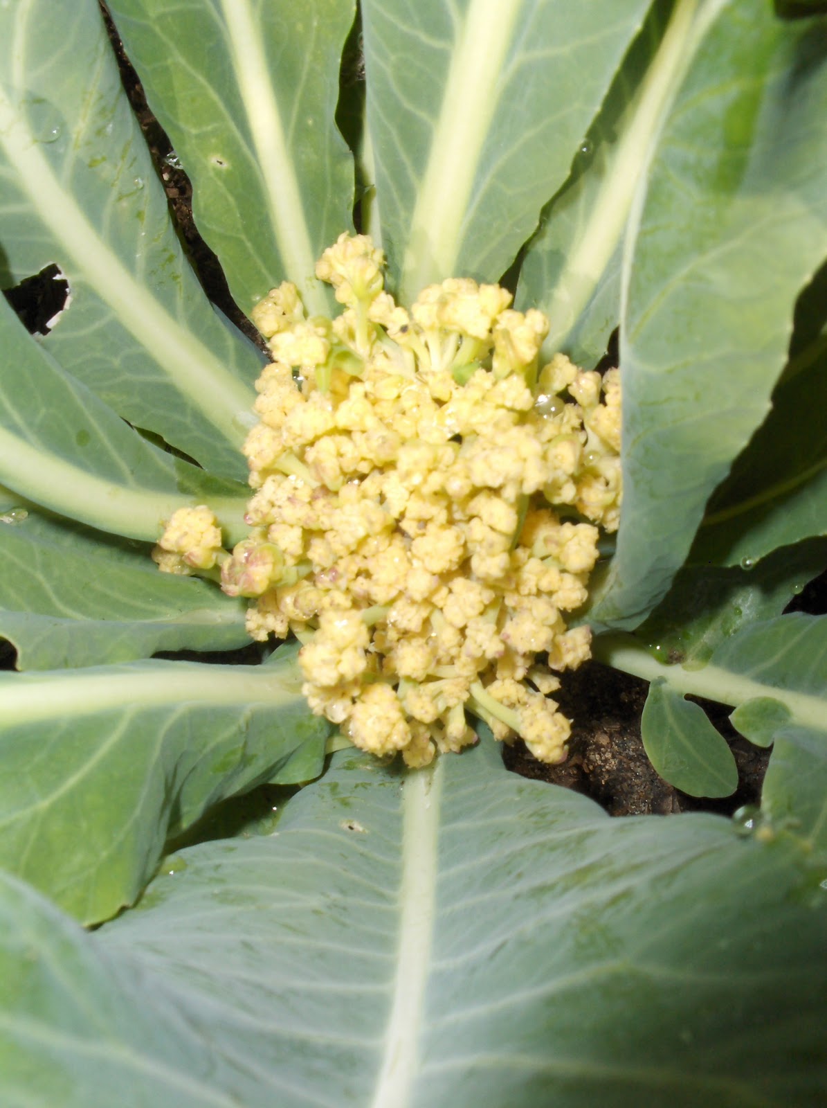 My California Garden in Zone 23 Broccoli and Cauliflower