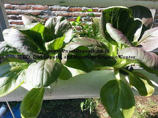 Budidaya Sayur Pakchoi secara Hidroponik Organik Budidaya Sayur Pakchoi secara Hidroponik Organik