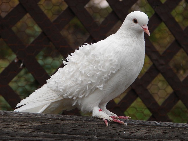 beautiful dove