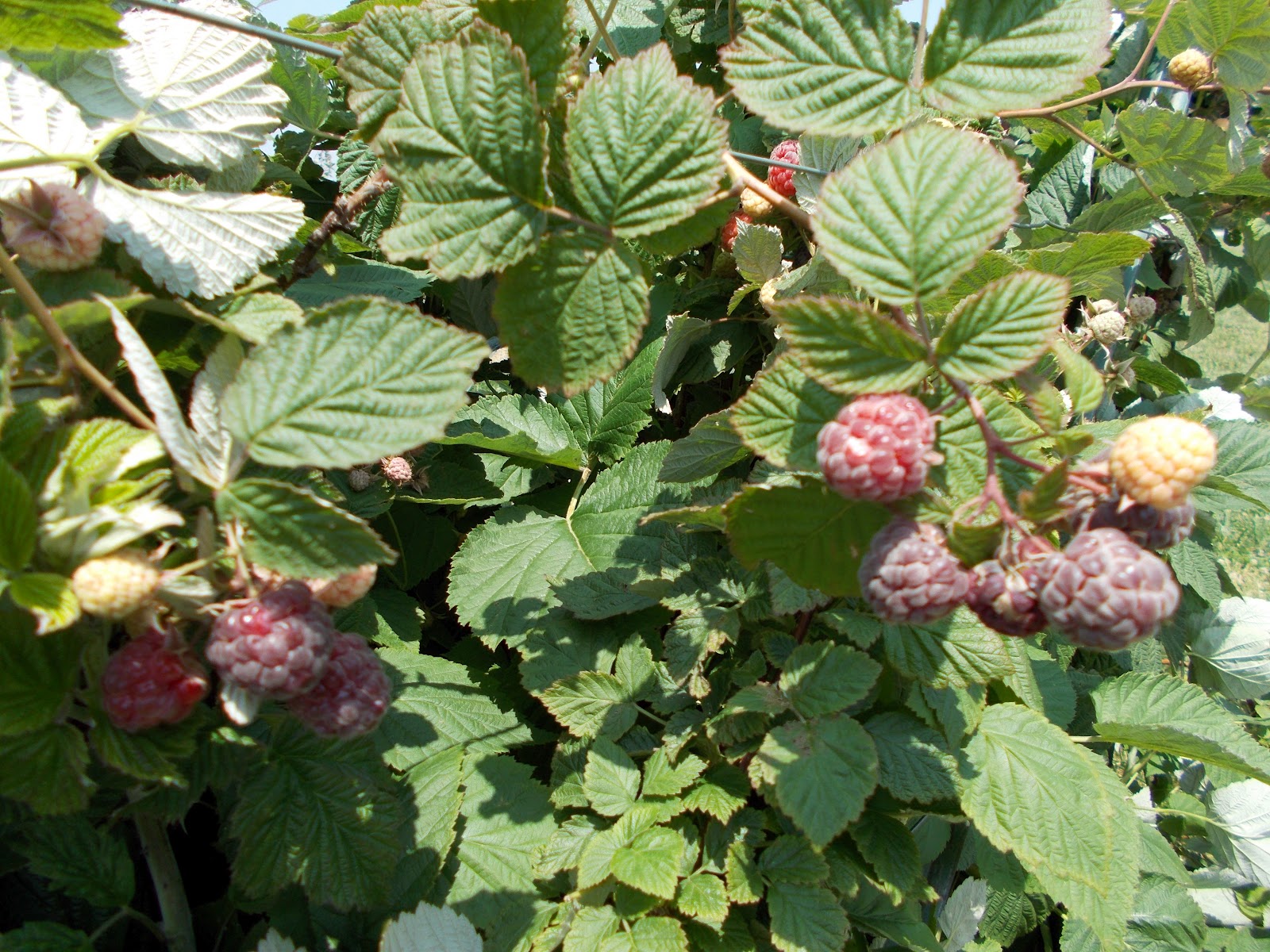 Brenda's Berries & Orchards Raspberry & Early Blackberry Harvest