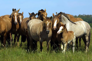 Cabanha La Madre: O Cavalo Crioulo - Investimento em ascensão