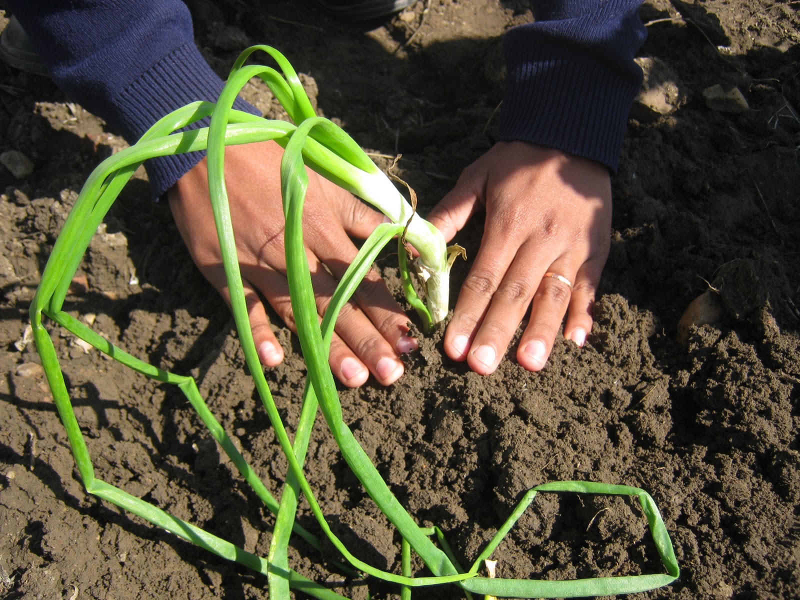 maverick VEGETATIVE PROPAGATION IN ONION(BULB)