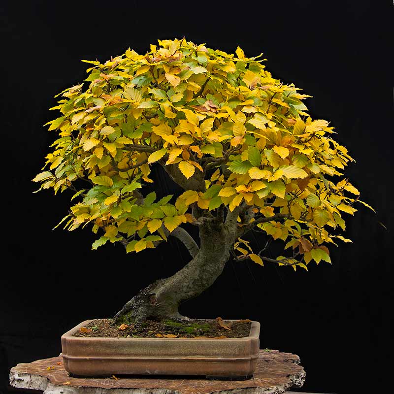 Beech Tree Bonsai