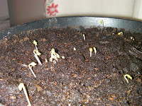 lepidium sativum cress seedlings germinating in moist compost school project