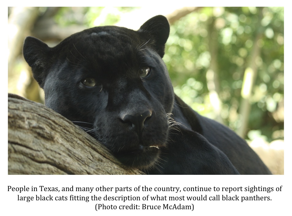 Texas Cryptid Hunter More Black Panther Reports