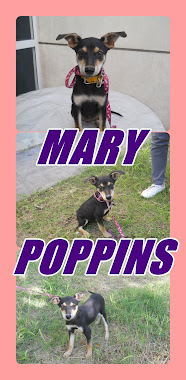 MARY POPPINS 3 MESES EN ADOPCION!