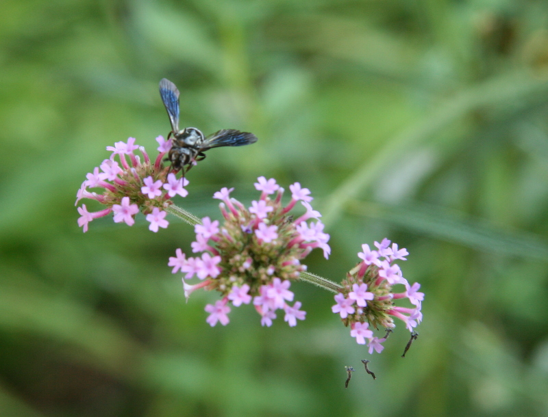 to the Pitt County Arboretum WHAT'S IN BLOOM Tall Verbena