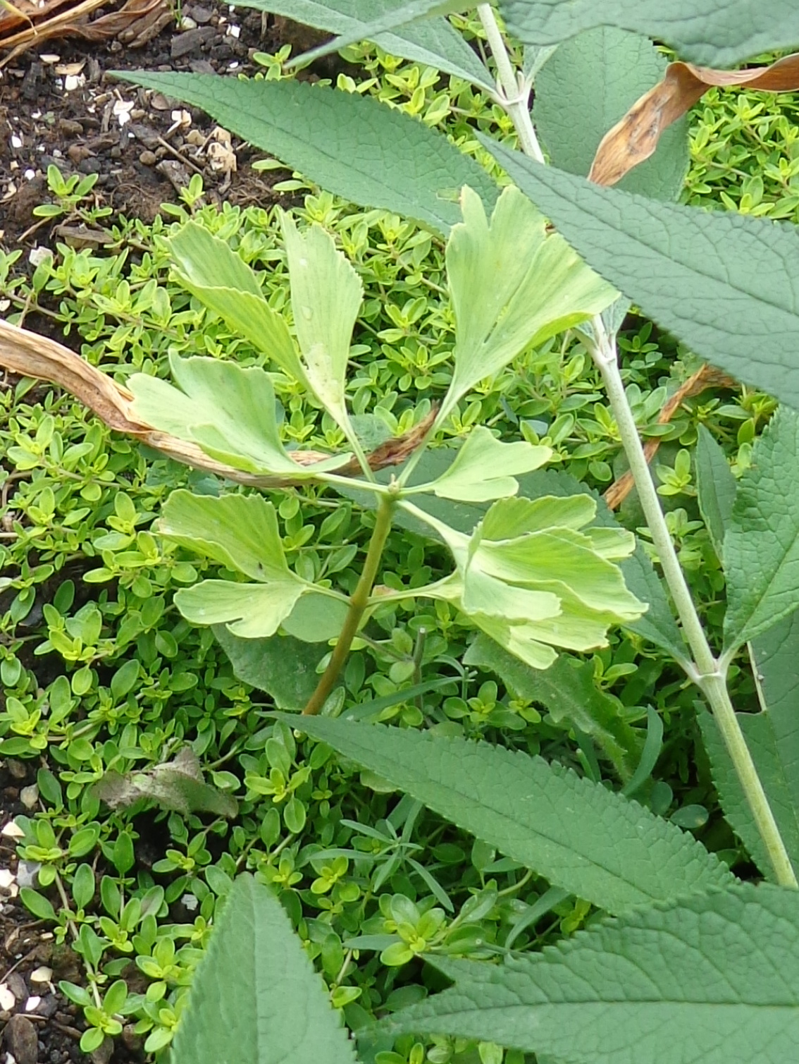 growing greener in the pacific northwest ginkgo biloba seedlings growing greener in the pacific northwest ginkgo biloba seedlings