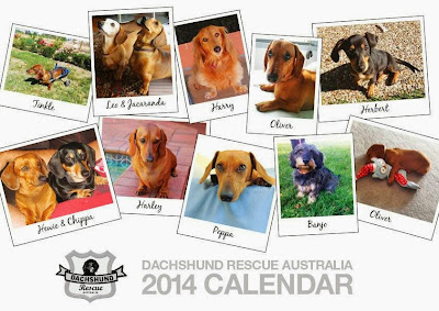 Dachshund Rescue Australia Calendar