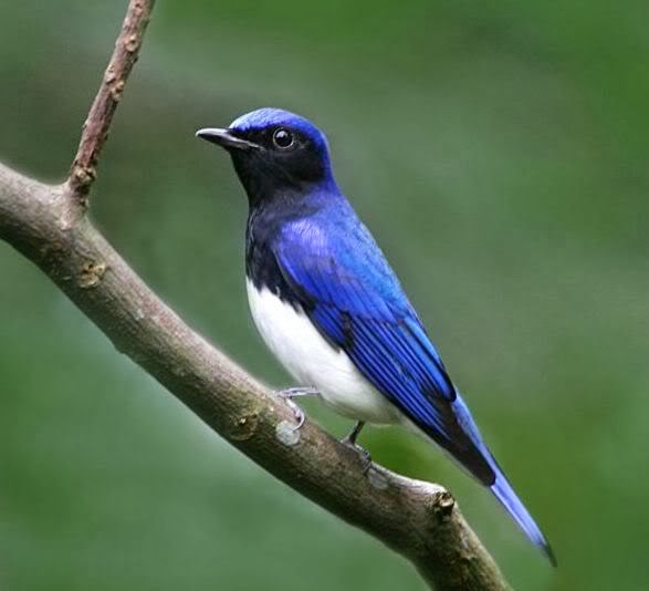 Cara Merawat Burung Selendang Biru Hobi Si Petani