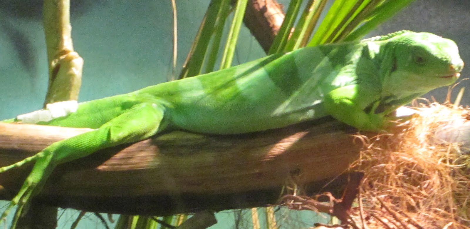 Fiji Banded Iguana