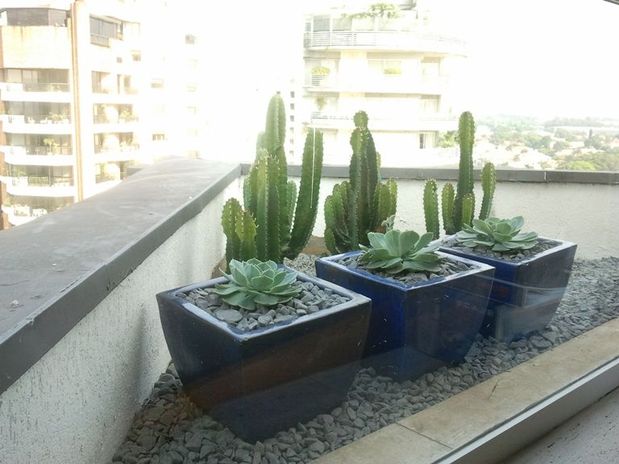 em cuiaba Jardins com plantas do deserto criam paisagismo diferenciado em cuiaba Jardins com plantas do deserto criam paisagismo diferenciado