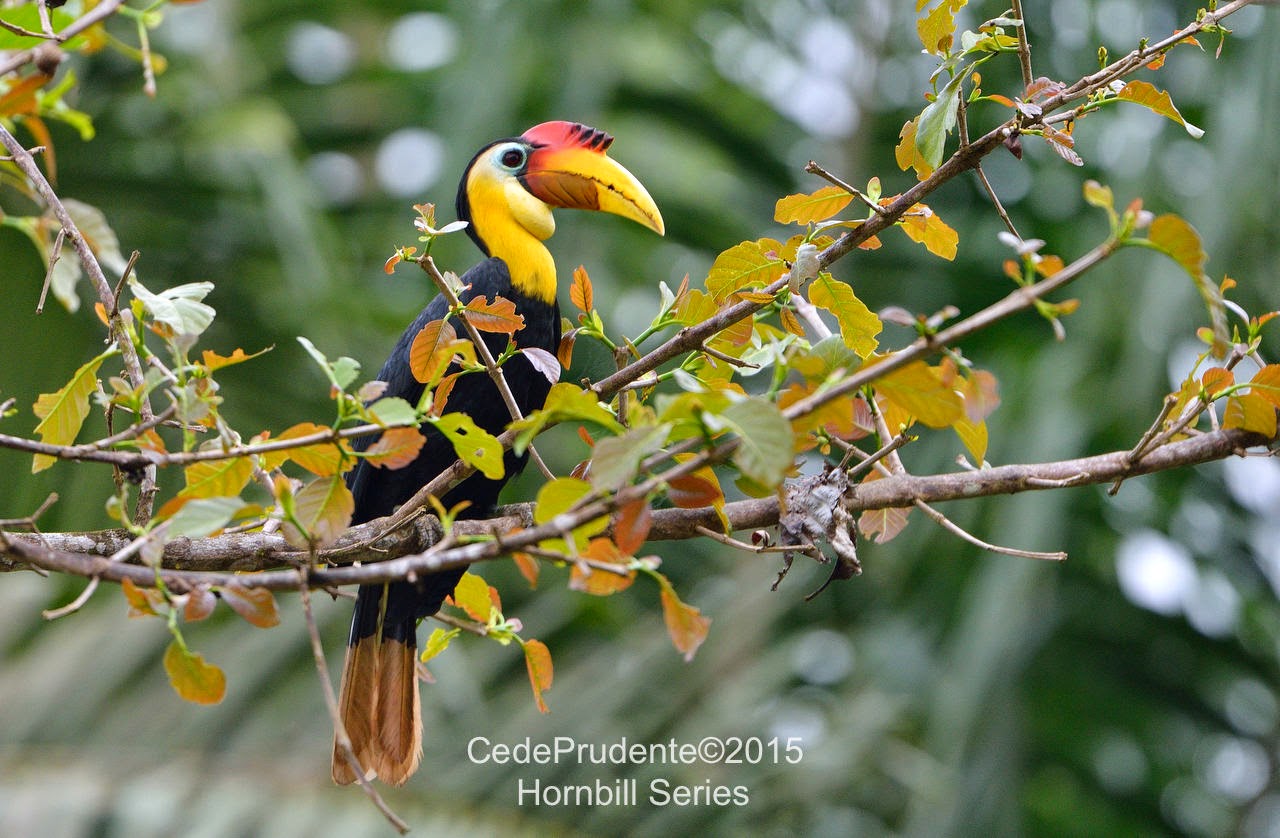 Borneo Safari Hornbills Of Borneo
