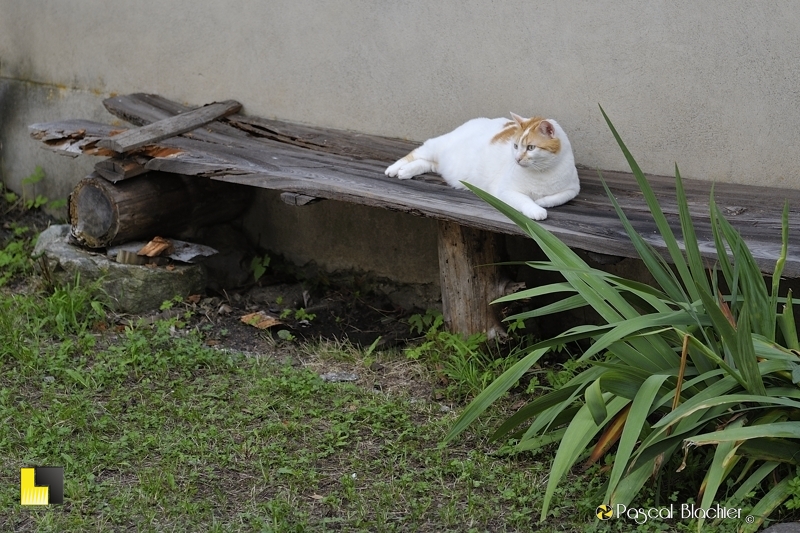 le chat de valsenestre photo pascal blachier