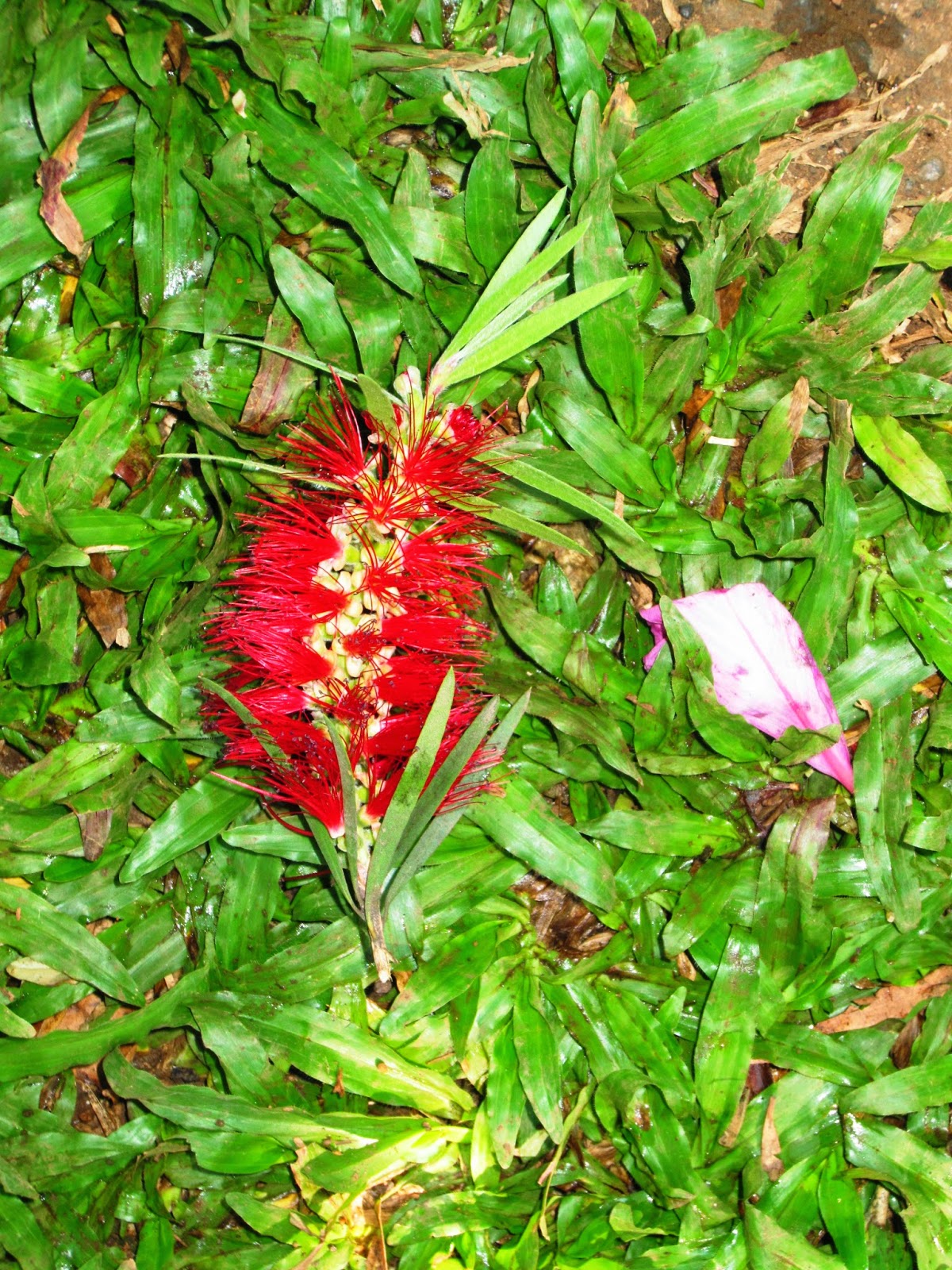 Bottle Brush Tree Bottle Brush Tree