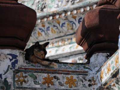 Pontos turísticos felinos