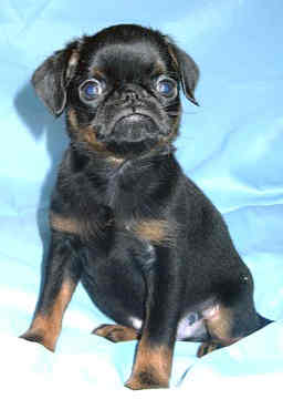 brussels griffon affenpinscher crazy pomeranian pomchi chihuahua