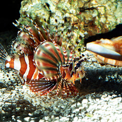gambar dunia bawah laut, dunia air, gambar ikan, ubur-ubur