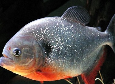 danger piranha fish danger piranha fish